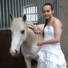 Welsh Pony (sec B) Zafir