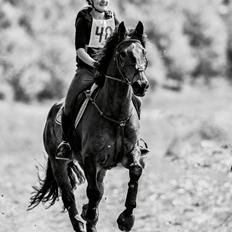 Dansk Varmblod - Dalvangs Cyclone <3