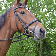 Dansk Varmblod Pierage