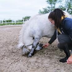 Shetlænder Broagergaard´s Cirkeline (Conny)