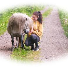 Shetlænder Broagergaard´s Cirkeline (Conny)