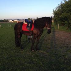 Frieser • Precious Little G •