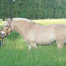 Fjordhest LINDEGAARDS ZARINA