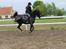 Welsh Partbred (Sec F) Laibeks Fulton