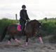 Welsh Pony af Cob-type (sec C) Rytterbjergets Undine aka. Pony-pige