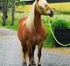 Haflinger Jhosie A Rosendal *{Himmelhest}*