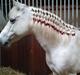 Welsh Pony (sec B) Zafir