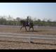Welsh Cob (sec D) Fjordglimt Mr. Kennedy