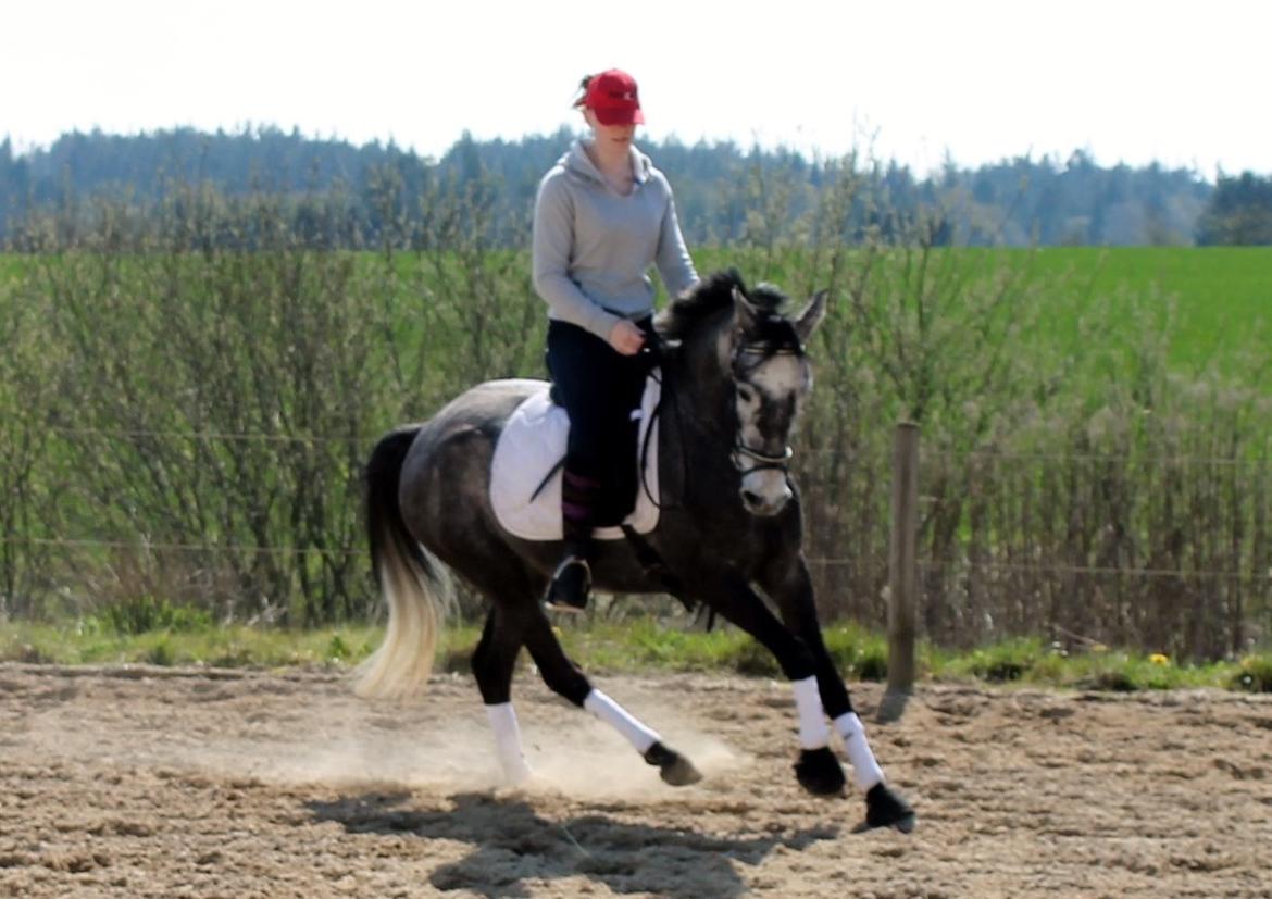 Anden særlig race Grønvangs Jocelynn |Joey| [Solgt] billede 2