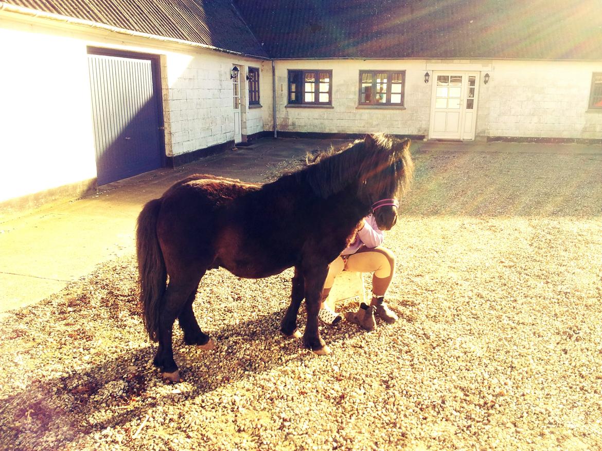 Anden særlig race Prins billede 20