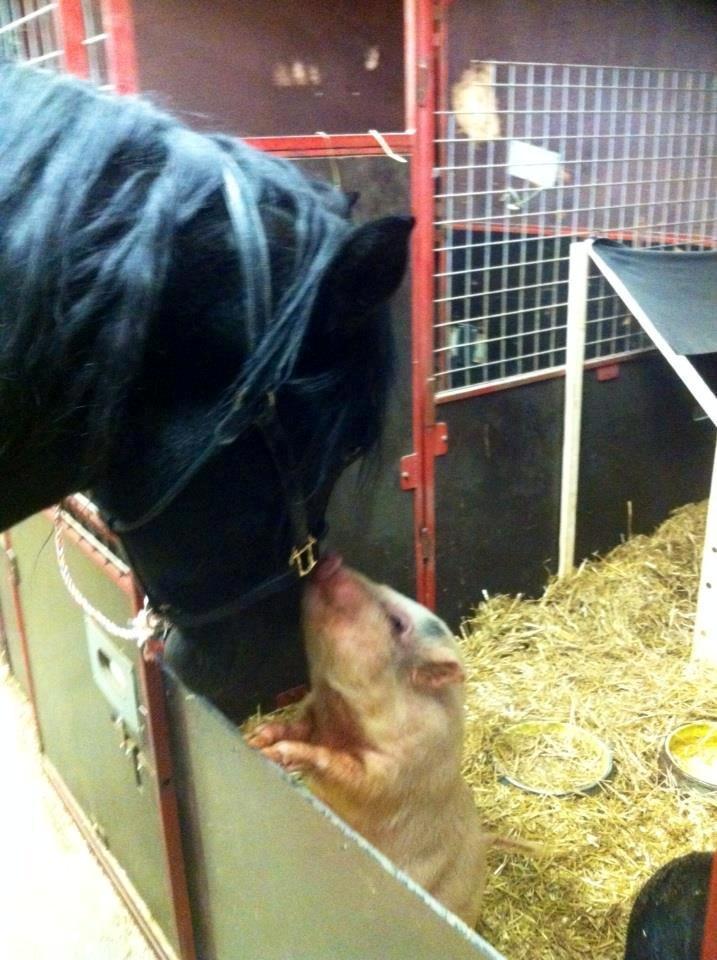 Noriker Duglass  (Zeppelin Schnaulitz) *Dugge* - Duglass & Flora <3  billede 2