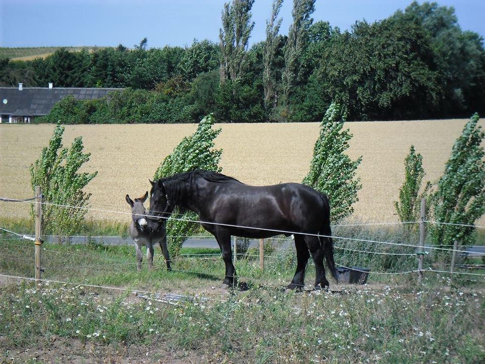 Noriker Duglass  (Zeppelin Schnaulitz) *Dugge* - Duglass & Paco <3  billede 3