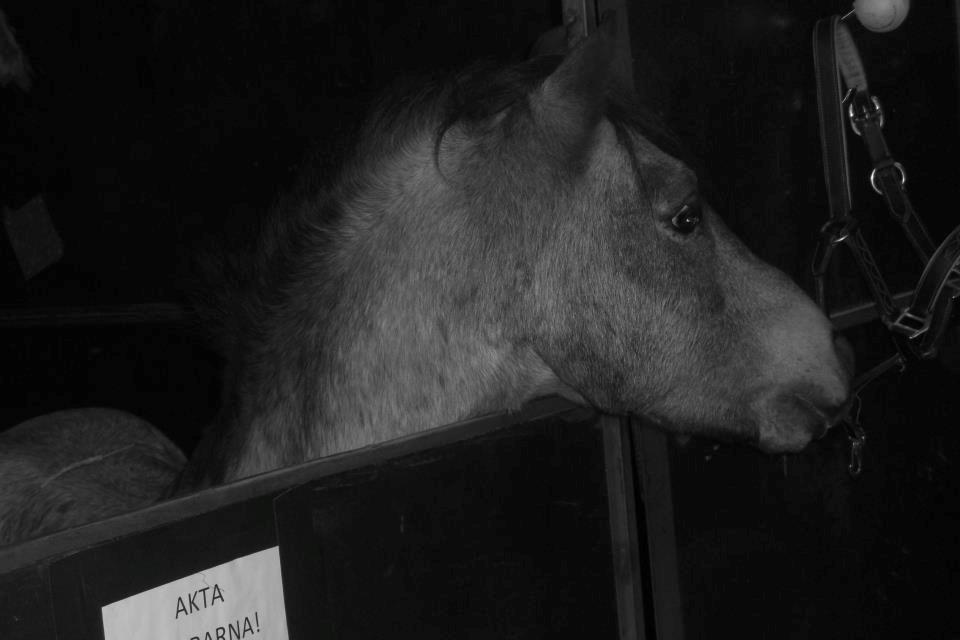 Welsh Mountain (sec A) Odysseus <3  *-*R.I.P*-* billede 4