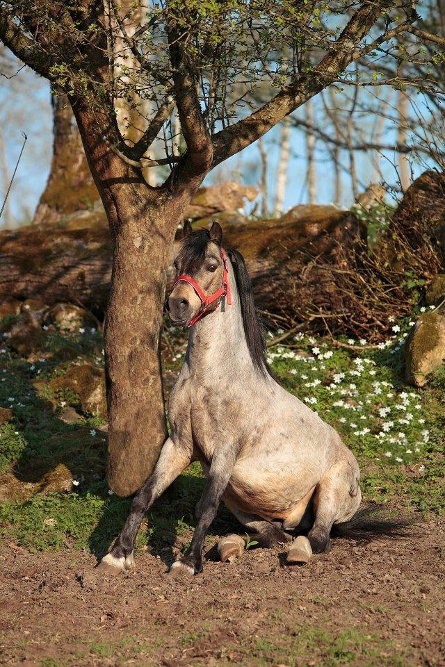 Welsh Mountain (sec A) Odysseus <3  *-*R.I.P*-* billede 5