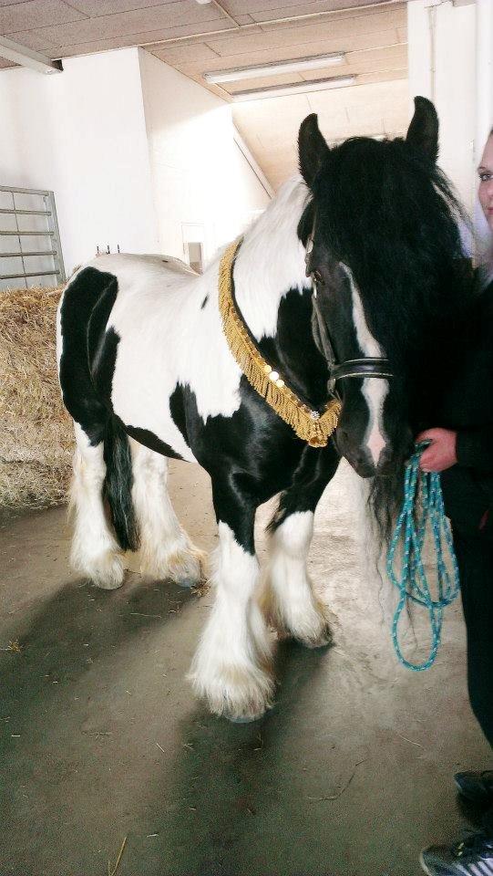 Irish Cob Lord Wellington Of England ( Welle) billede 8