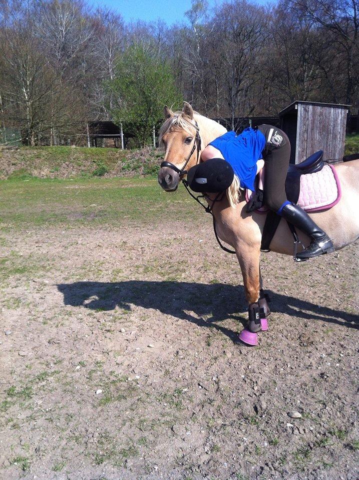 Anden særlig race Daisy (Østerlund's Rumkugle) - Min bedste<3 billede 2