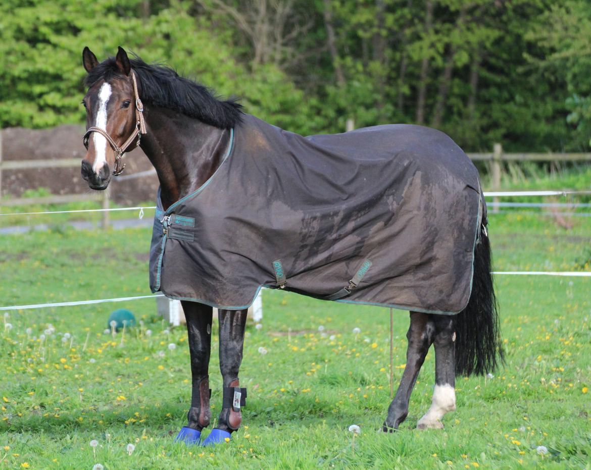 Holstener WAMBA B billede 9