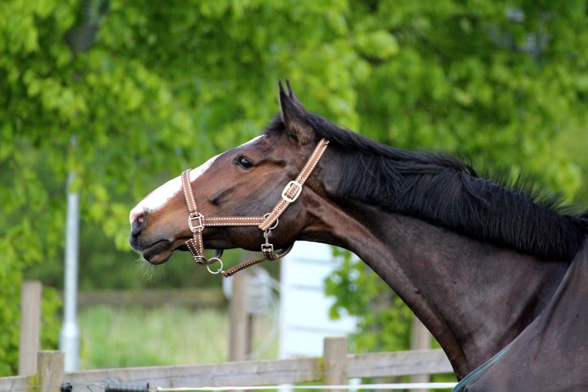 Holstener WAMBA B billede 5