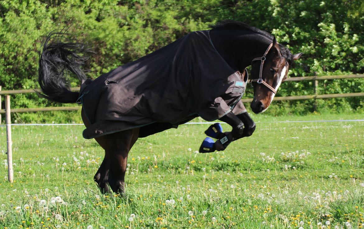 Holstener WAMBA B billede 14