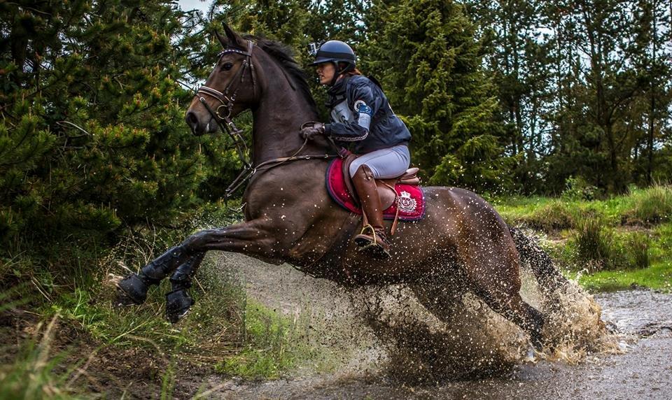 Dansk Varmblod Fyrstinde Temptation S.G. - Klithuse cnc90 maj - seje Fyrstinden! billede 1