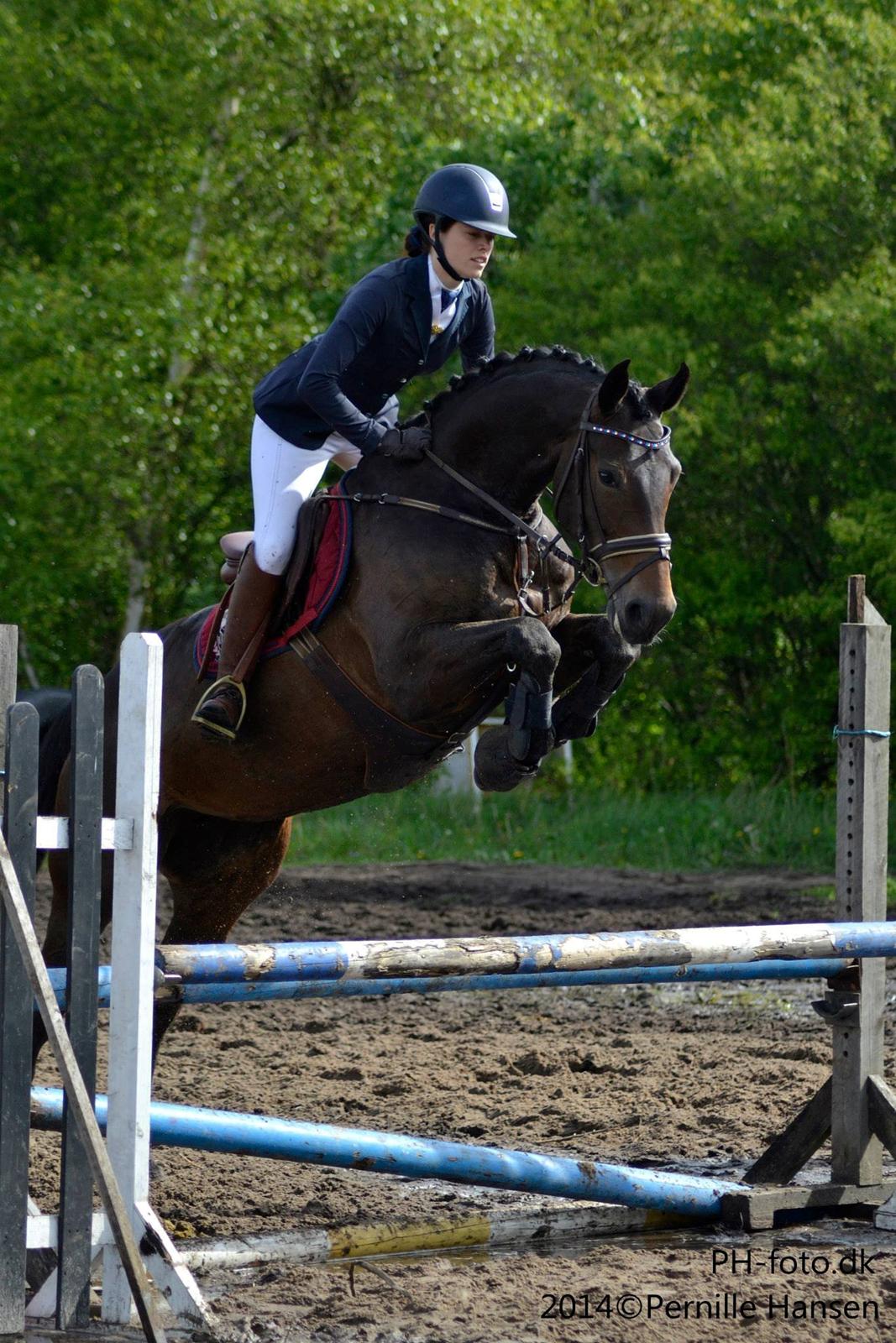 Dansk Varmblod Fyrstinde Temptation S.G. - cnc90 Klithuse maj 2014 billede 3