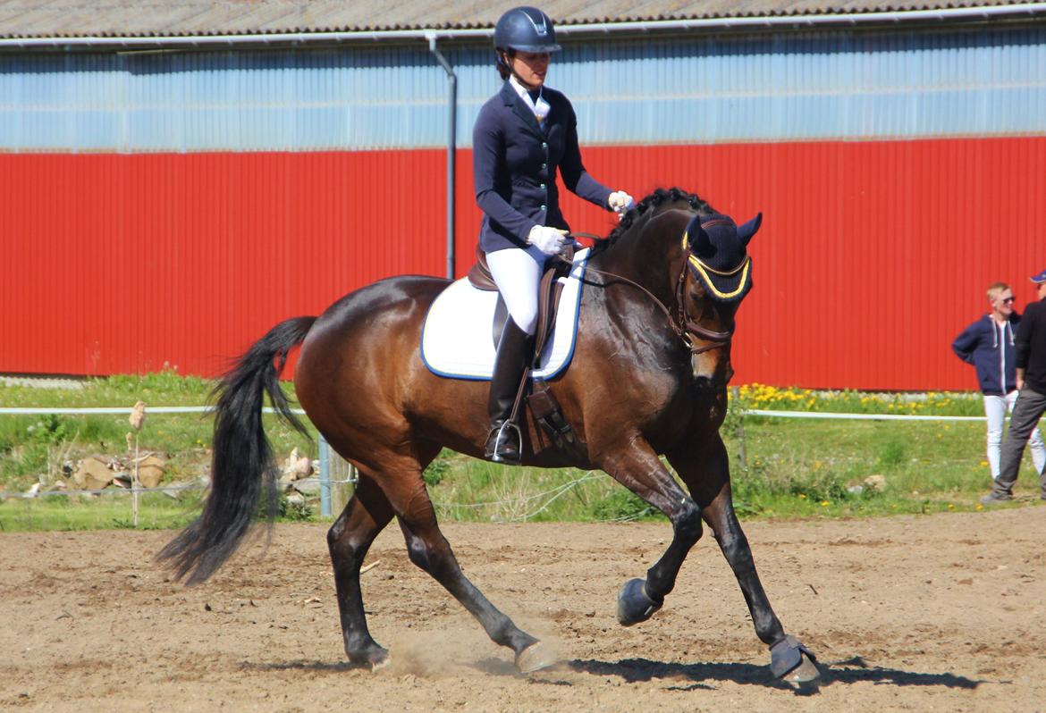 Dansk Varmblod Fyrstinde Temptation S.G. - Dressur cnc100 debut opvarmning :) billede 5
