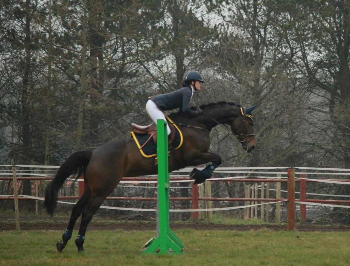 Dansk Varmblod Fyrstinde Temptation S.G. - Langå cnc90 spring april billede 15
