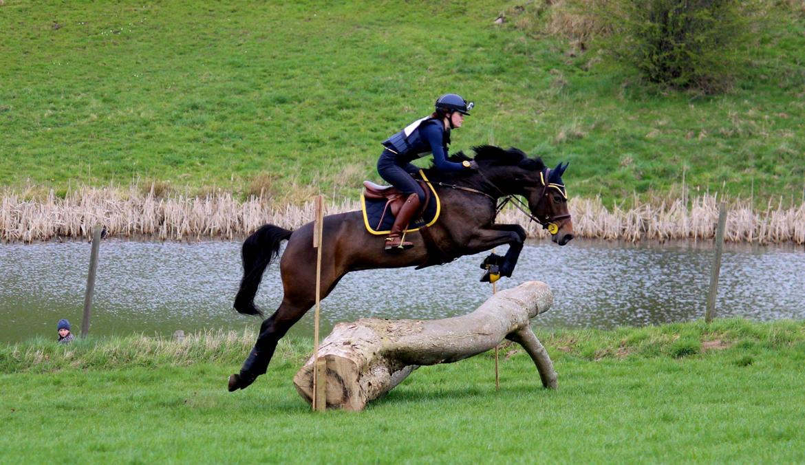 Dansk Varmblod Fyrstinde Temptation S.G. - cnc90 Skårupovergaard april 2014 billede 14