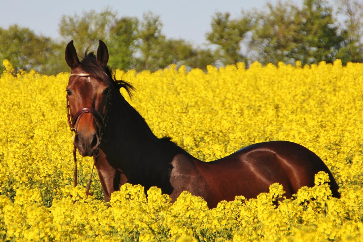 Dansk Varmblod Fyrstinde Temptation S.G. - Dejlige musse i rapsmarken :) billede 16