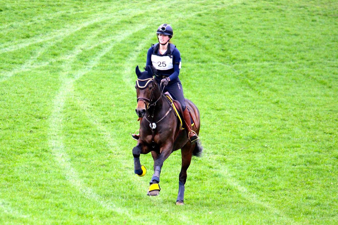 Dansk Varmblod Fyrstinde Temptation S.G. - cnc90 Skårupovergaard april 2014 billede 20