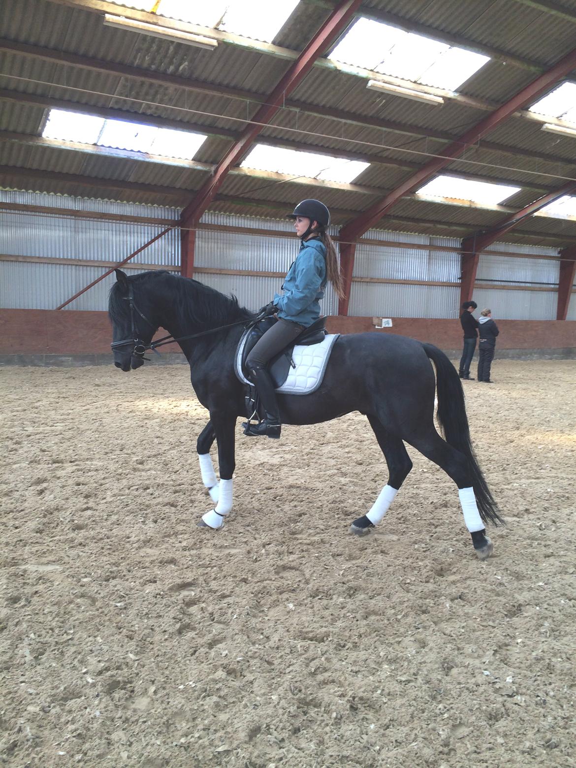 Pura Raza Española YC Bizarro - Bizzen og Josephine-Emilia er fast makkerpar billede 9