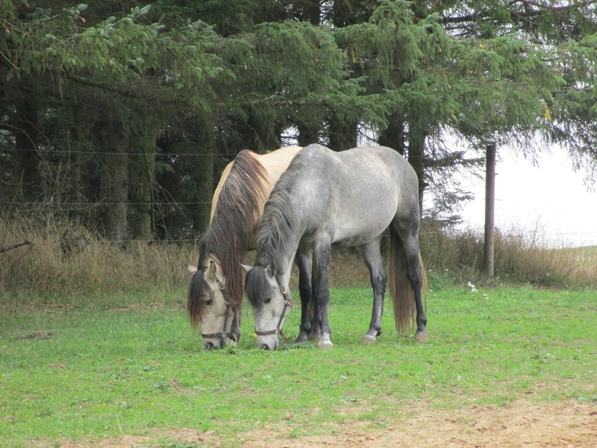 Pura Raza Española HOMERO EL BAYO billede 15