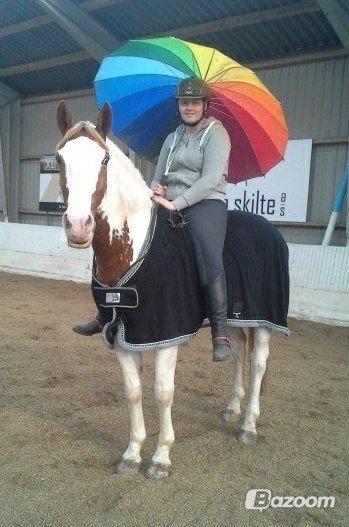 Pinto Nikolaj af Dutterup billede 30