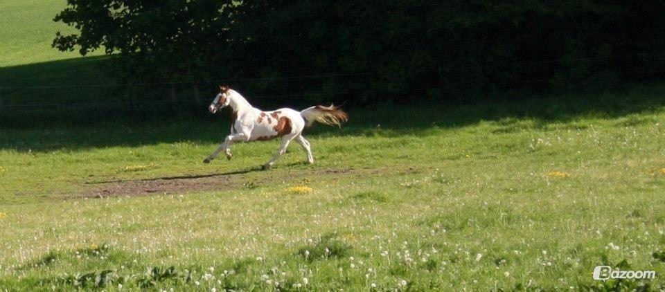 Pinto Nikolaj af Dutterup billede 31