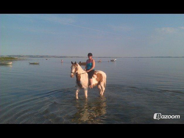 Pinto Nikolaj af Dutterup billede 32