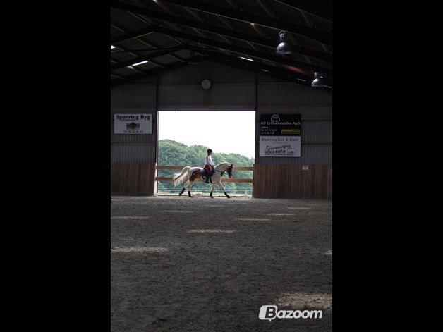 Pinto Nikolaj af Dutterup billede 33