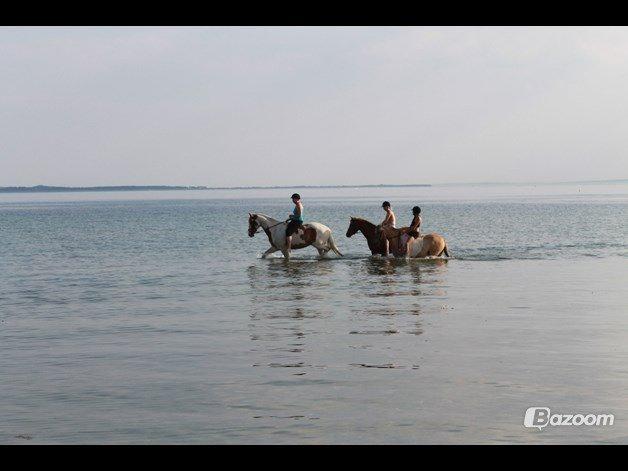 Pinto Nikolaj af Dutterup billede 34