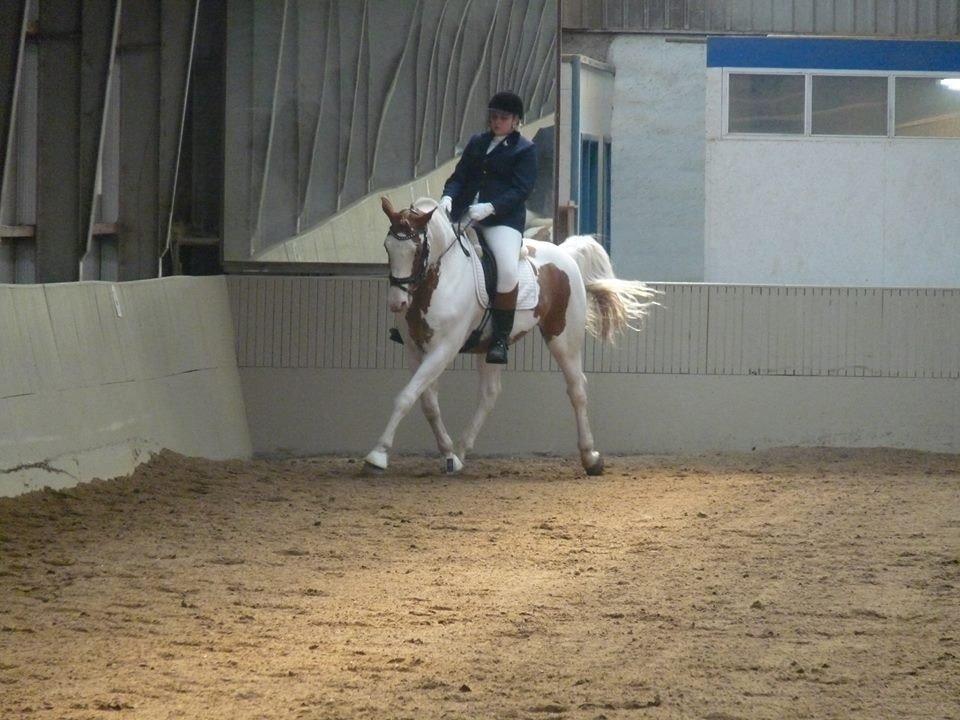 Pinto Nikolaj af Dutterup billede 35