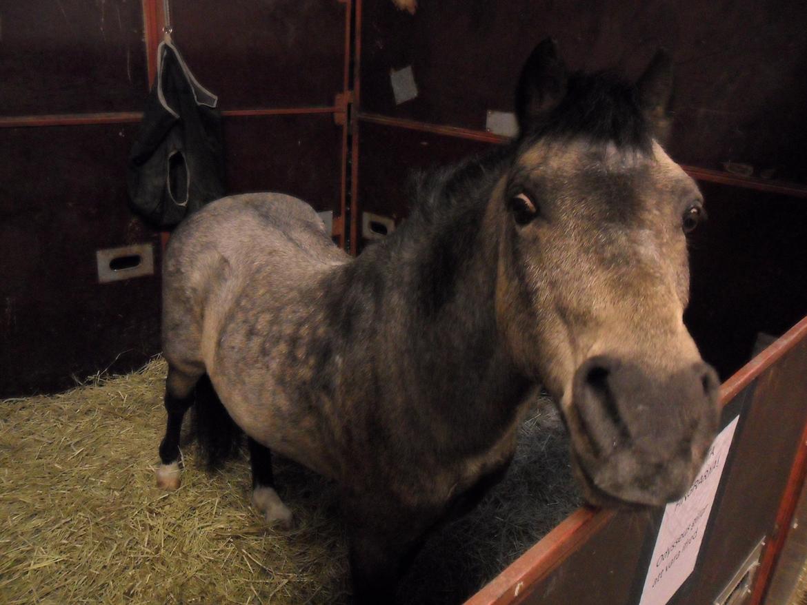 Welsh Mountain (sec A) Odysseus <3  *-*R.I.P*-* billede 2