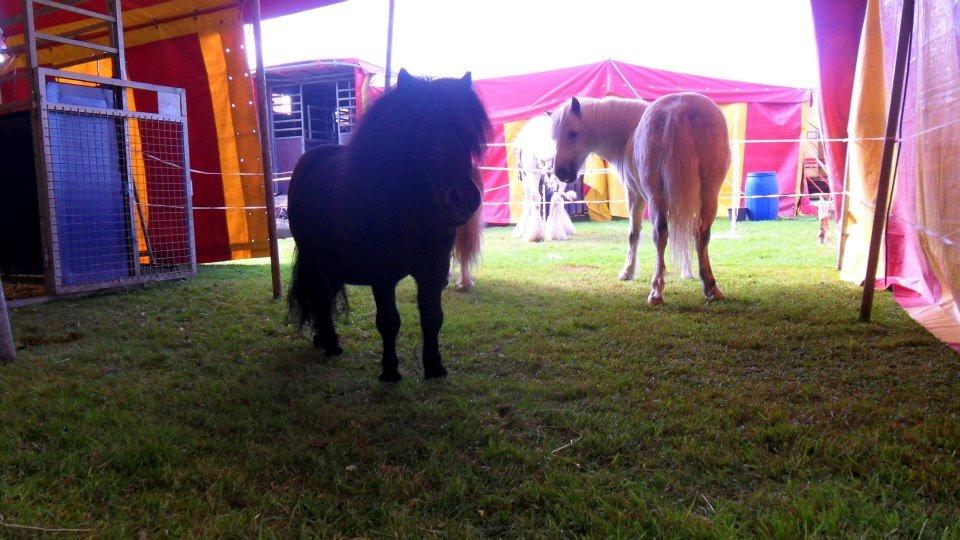 Shetlænder Luie billede 17