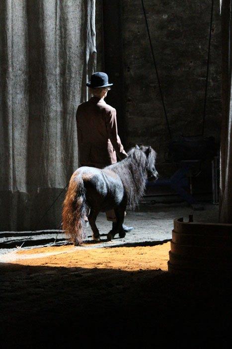 Shetlænder Luie billede 4