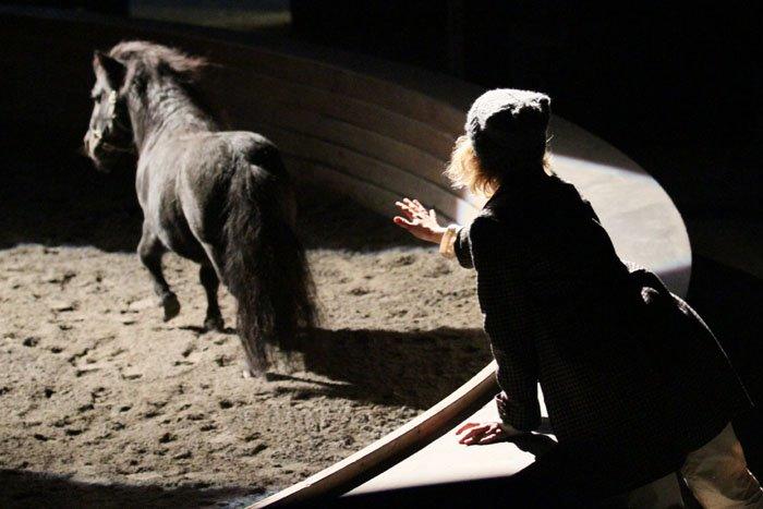 Shetlænder Luie billede 19