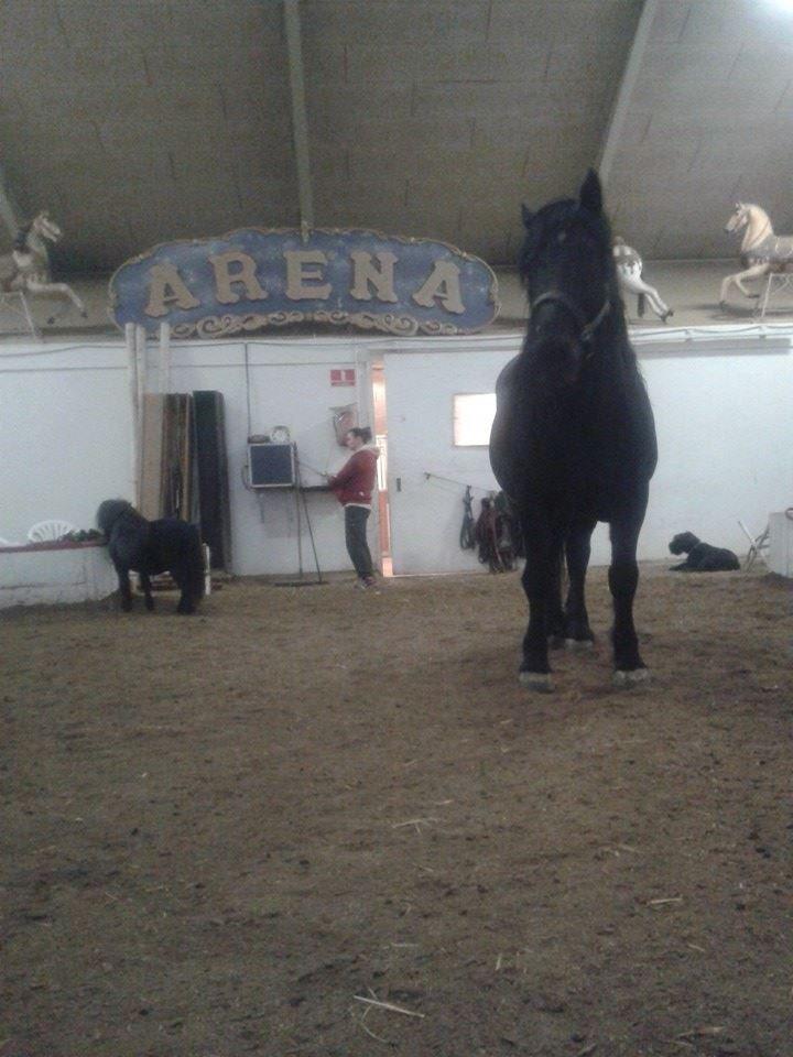 Shetlænder Luie - Lui og Duglass <3  billede 2