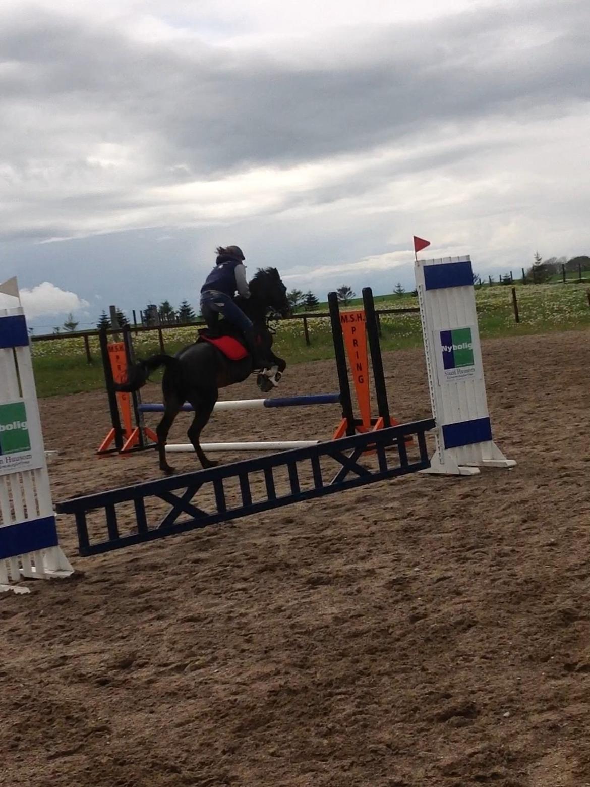 Hollandsk Sportspony NAPIRAI - Første springtræning i 2 måneder! billede 38