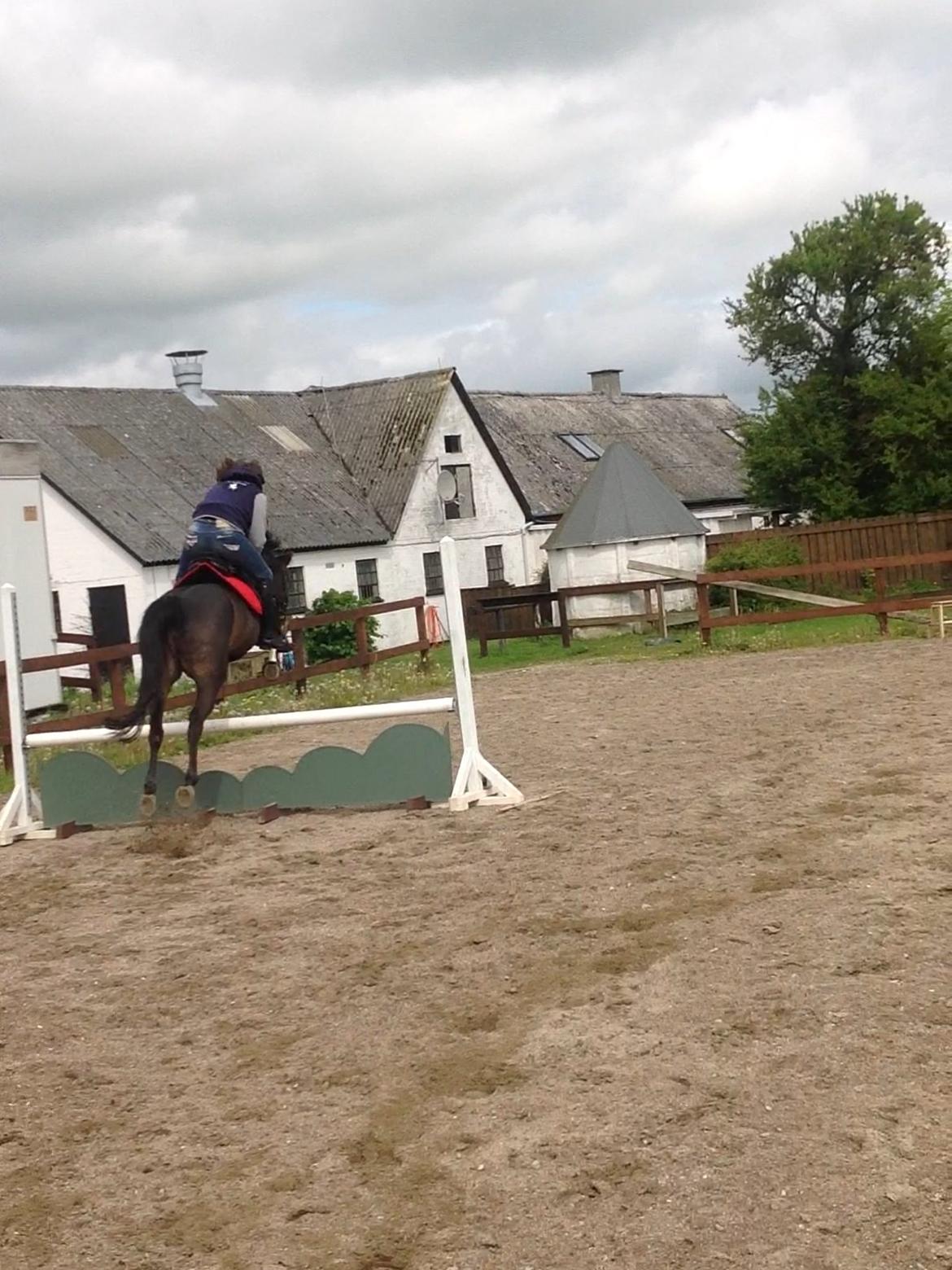 Hollandsk Sportspony NAPIRAI - Skat.<3 billede 26