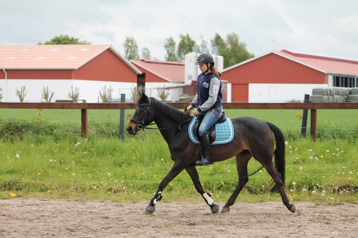 Hollandsk Sportspony NAPIRAI - 2 Måneder med min skat. <3 billede 7