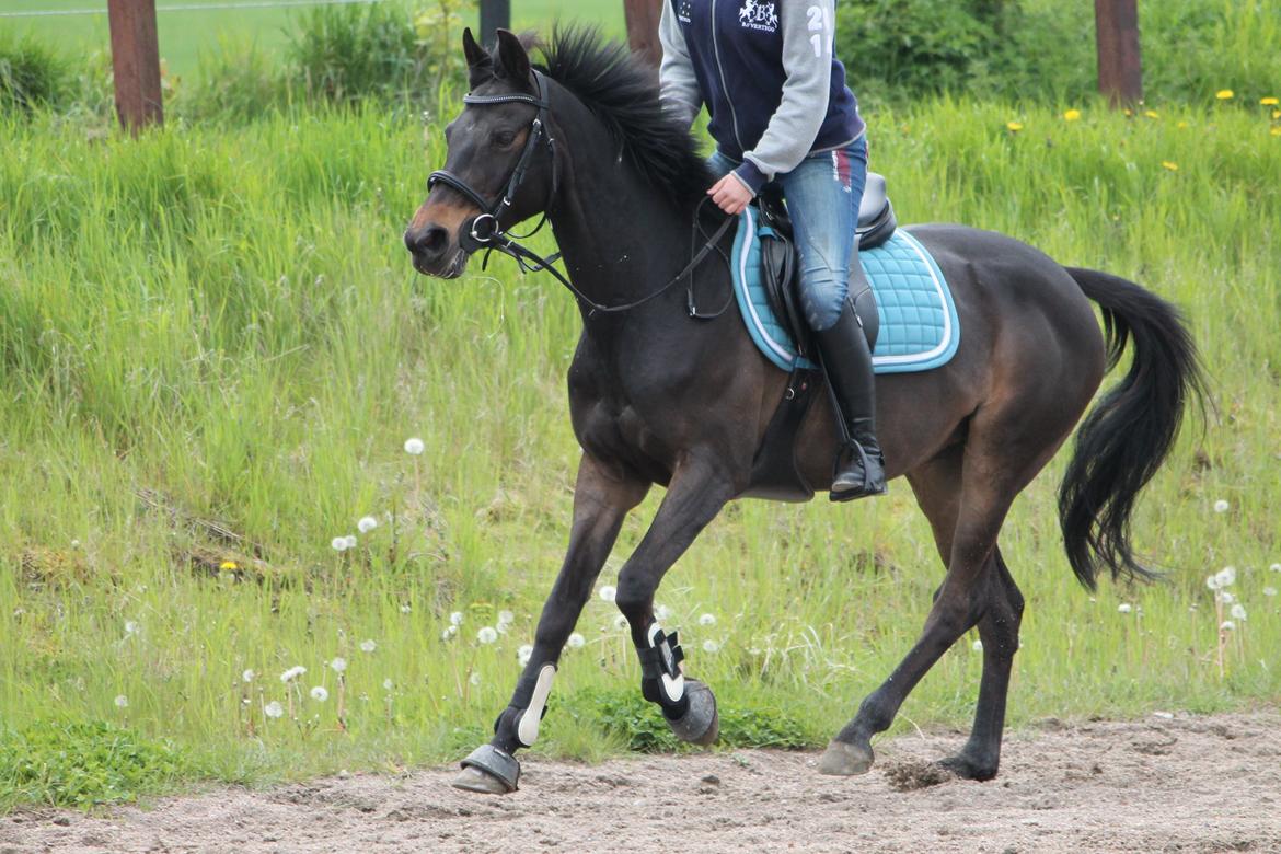Hollandsk Sportspony NAPIRAI - Rejen i galop på springbanen.<3 billede 2