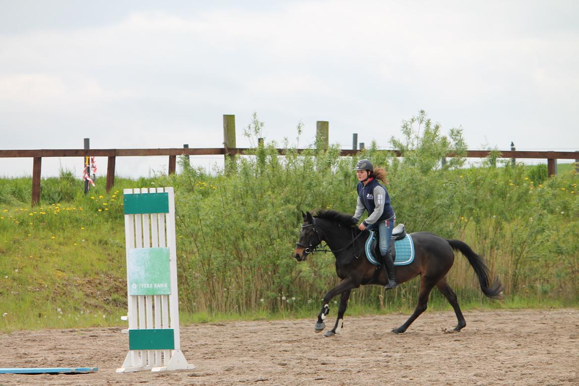 Hollandsk Sportspony NAPIRAI - Galop på springbanen for 2. gang! <3 billede 31