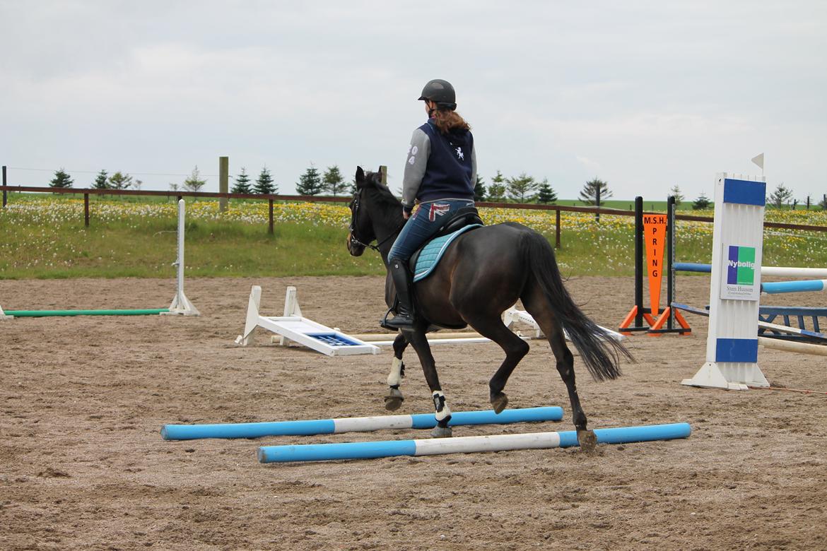 Hollandsk Sportspony NAPIRAI - Tak for kigget hos Naps! Læg gerne en kommentar og bedømmelse. (-: billede 42