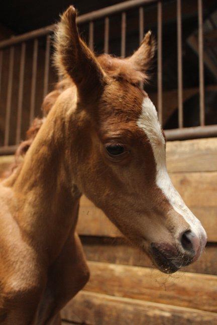 Arabisk fuldblod (OX) Marco APN - 2014-2017* billede 17